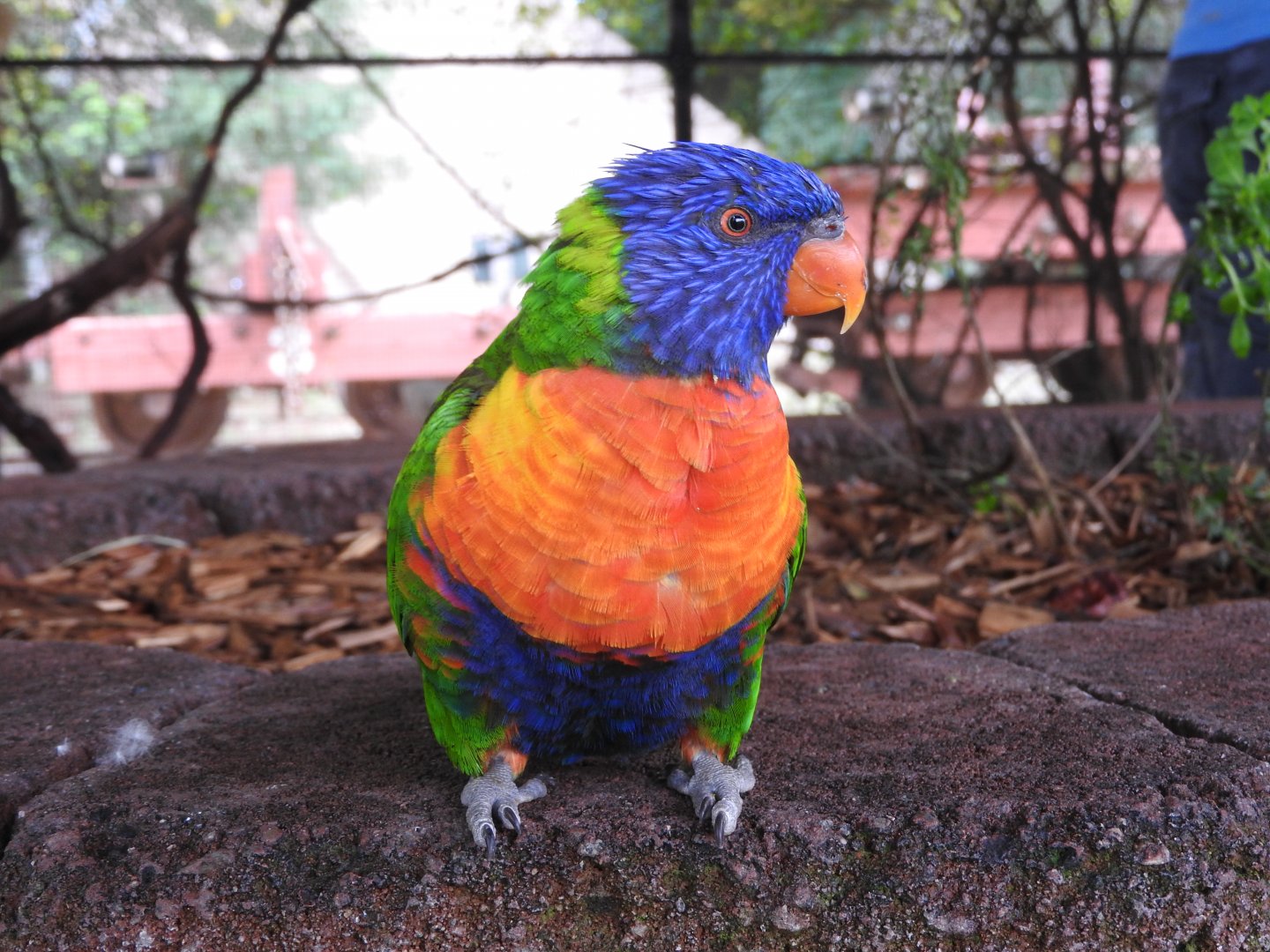 Swainson's (Rainbow) Lorikeet