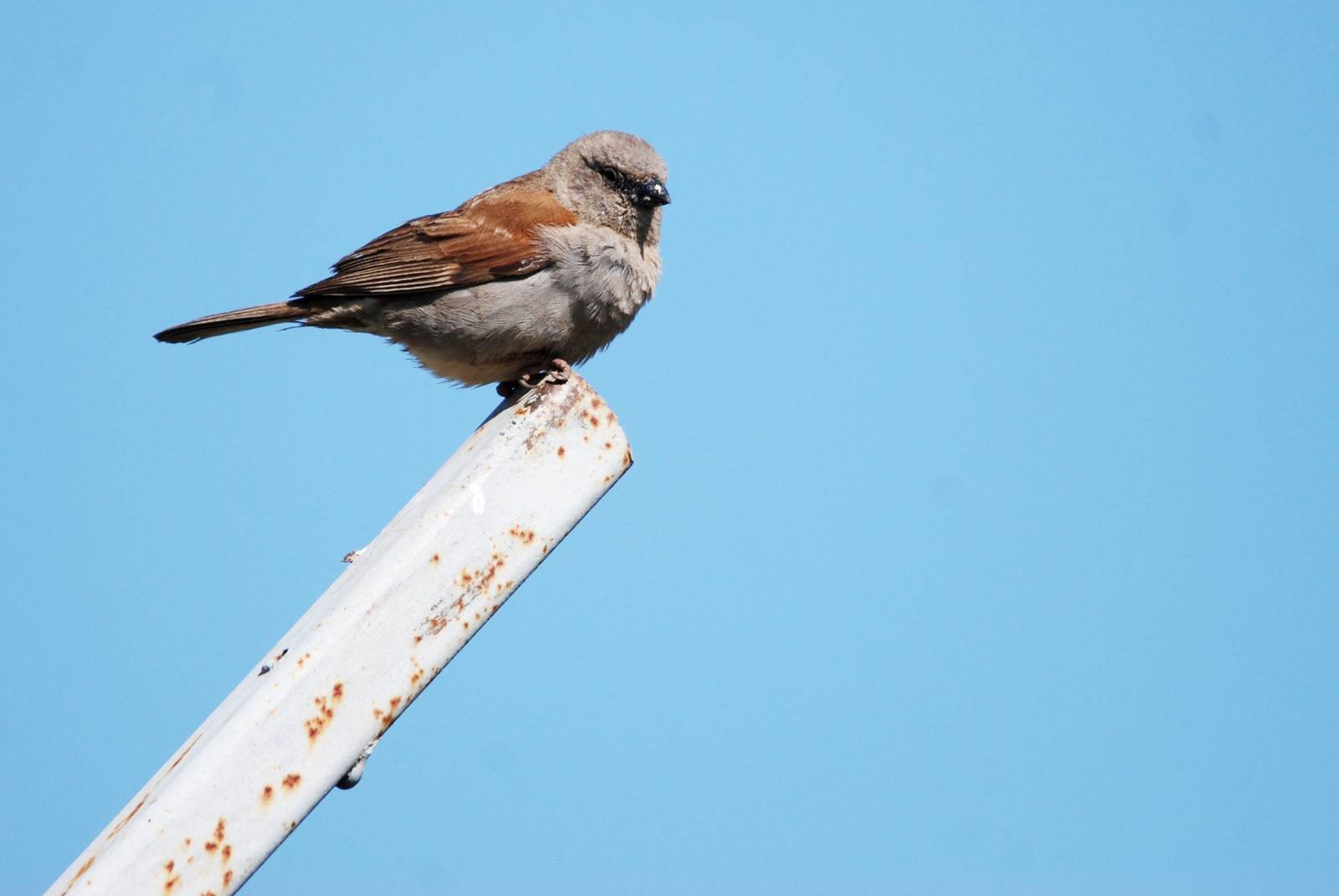 Swainson's Sparrow - Sululta Plains, 18/10/14