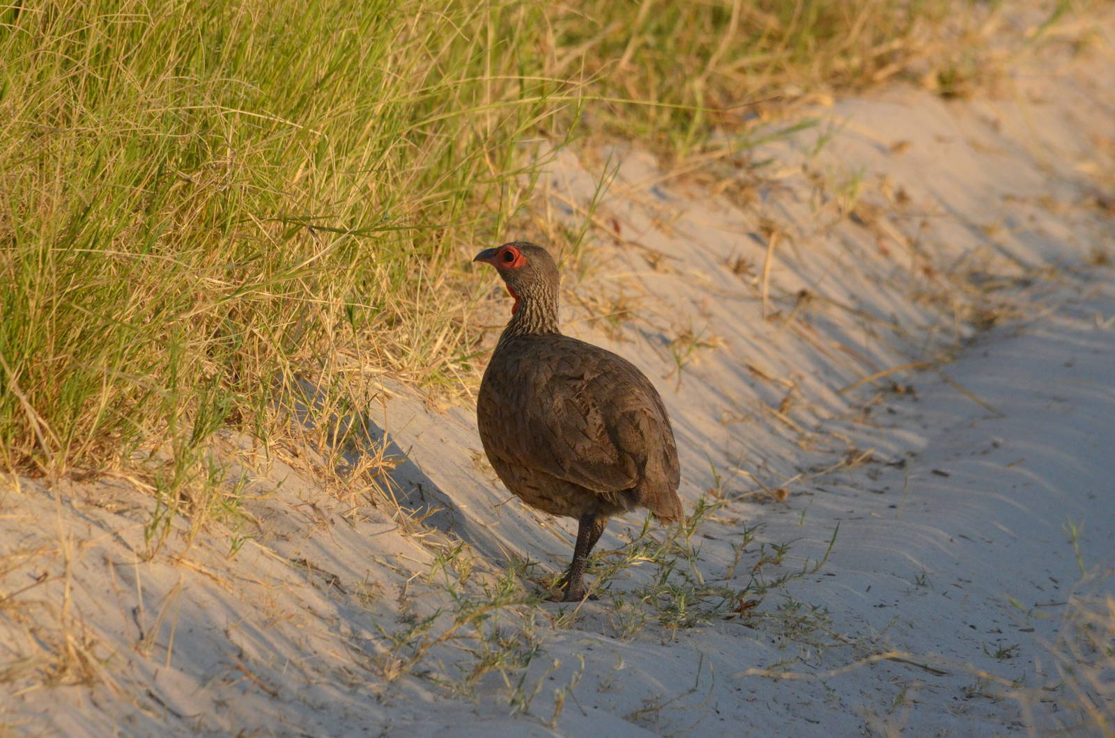 Swainson's Spurfowl, Moremi Game Reserve, Botswana, 26/04/16