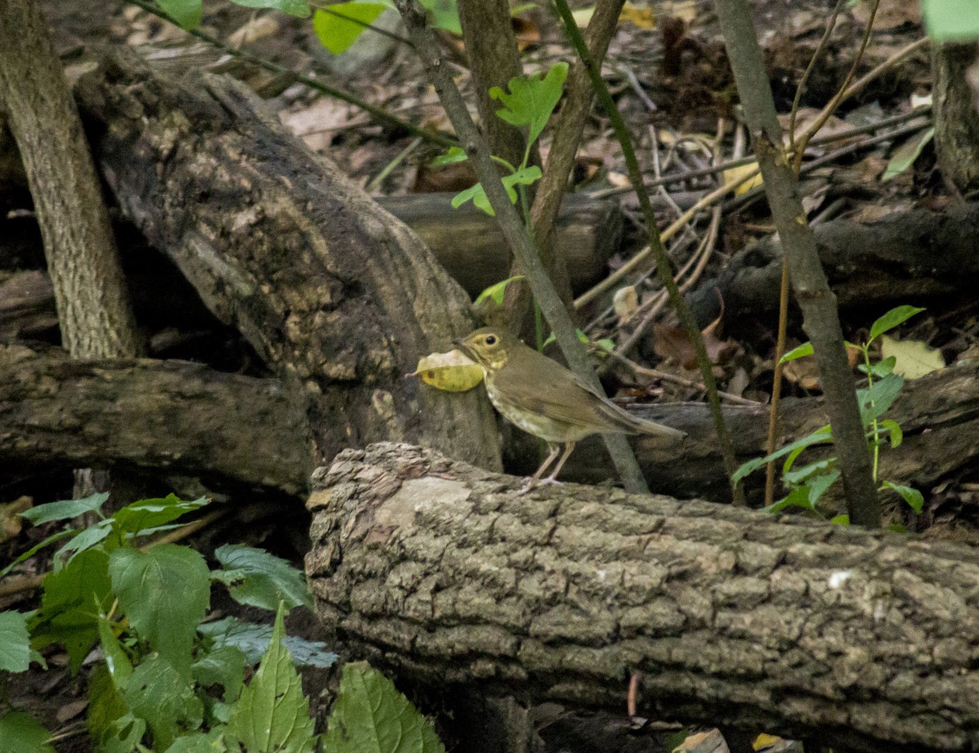 Swainson's thrush, Catharus ustulatus appalachiensi