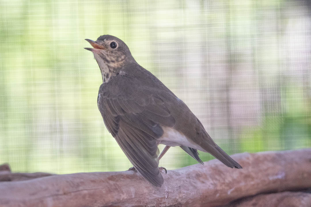 Swainson's Thrush (Catharus ustulatus)