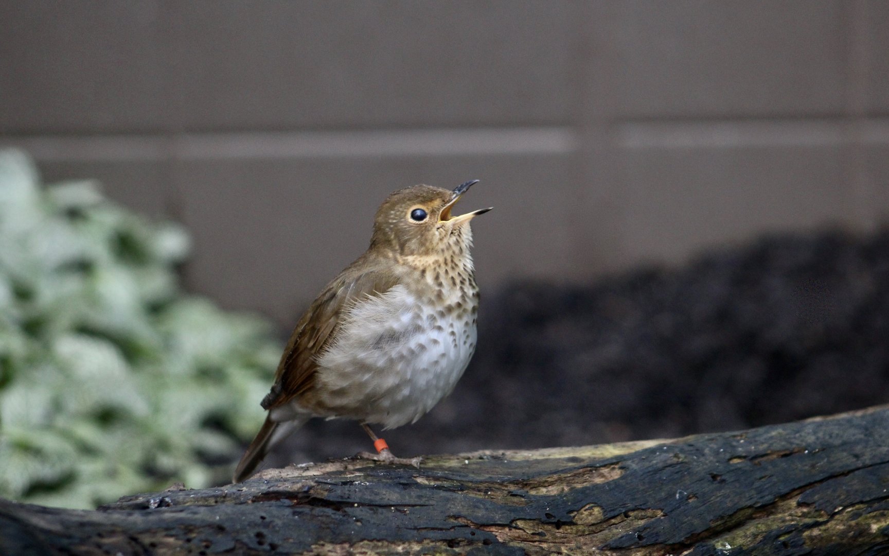 Swainson's Thrush (Catharus ustulatus)
