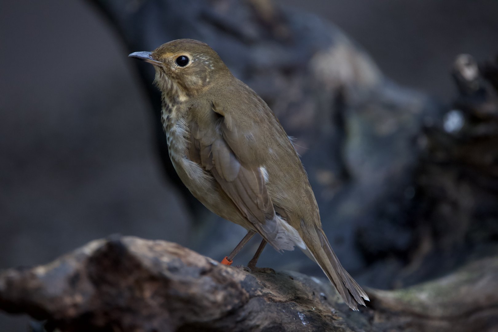 Swainson's Thrush/ Catharus ustulatus