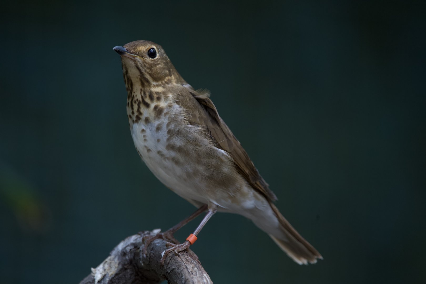 Swainson's Thrush/ Catharus ustulatus