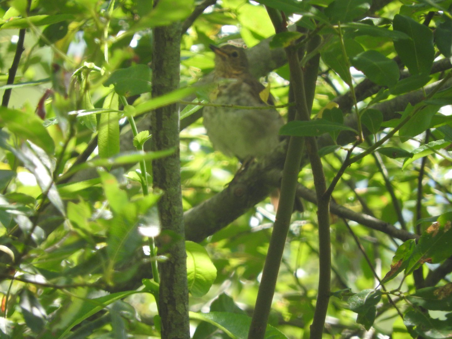 Swainson's Thrush