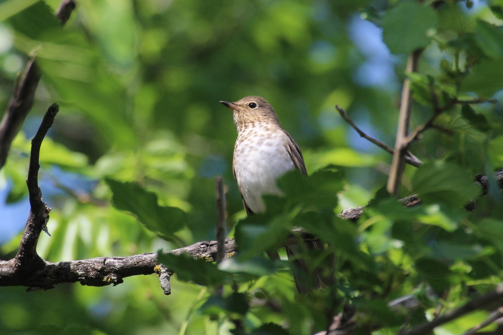 Swainson's Thrush