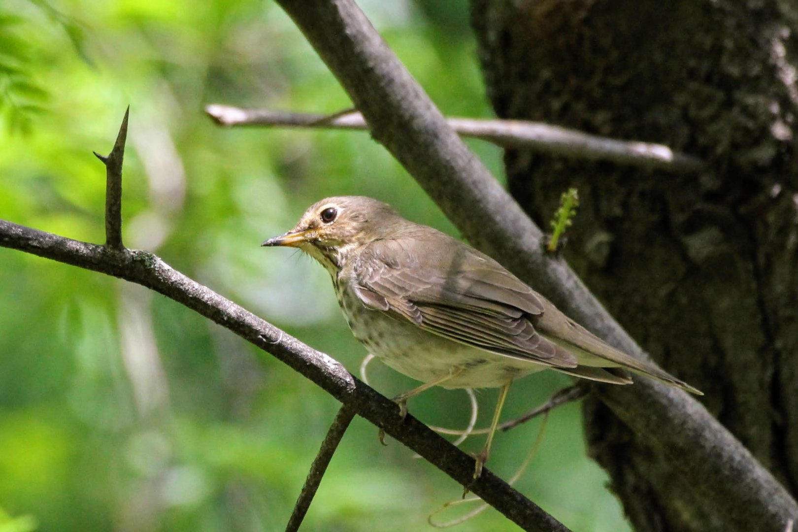 Swainson's Thrush