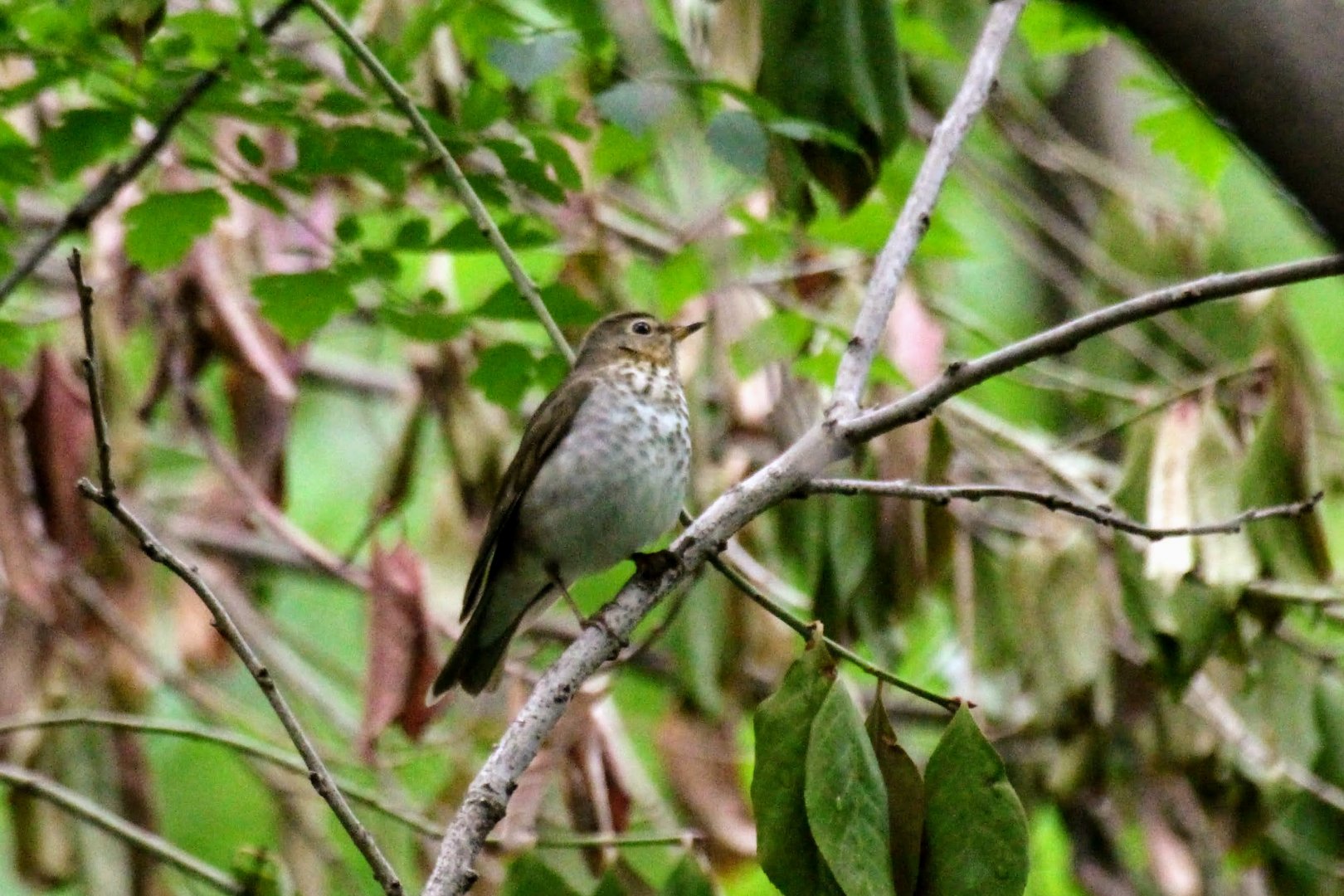 Swainson's Thrush
