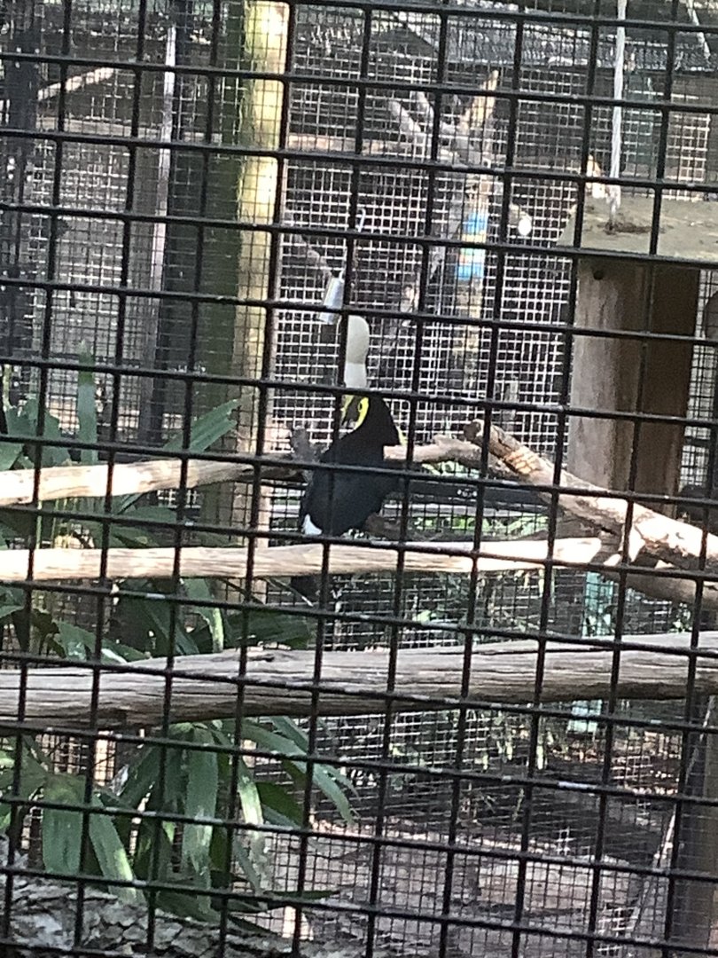 Swainson’s Toucan 3/21/24