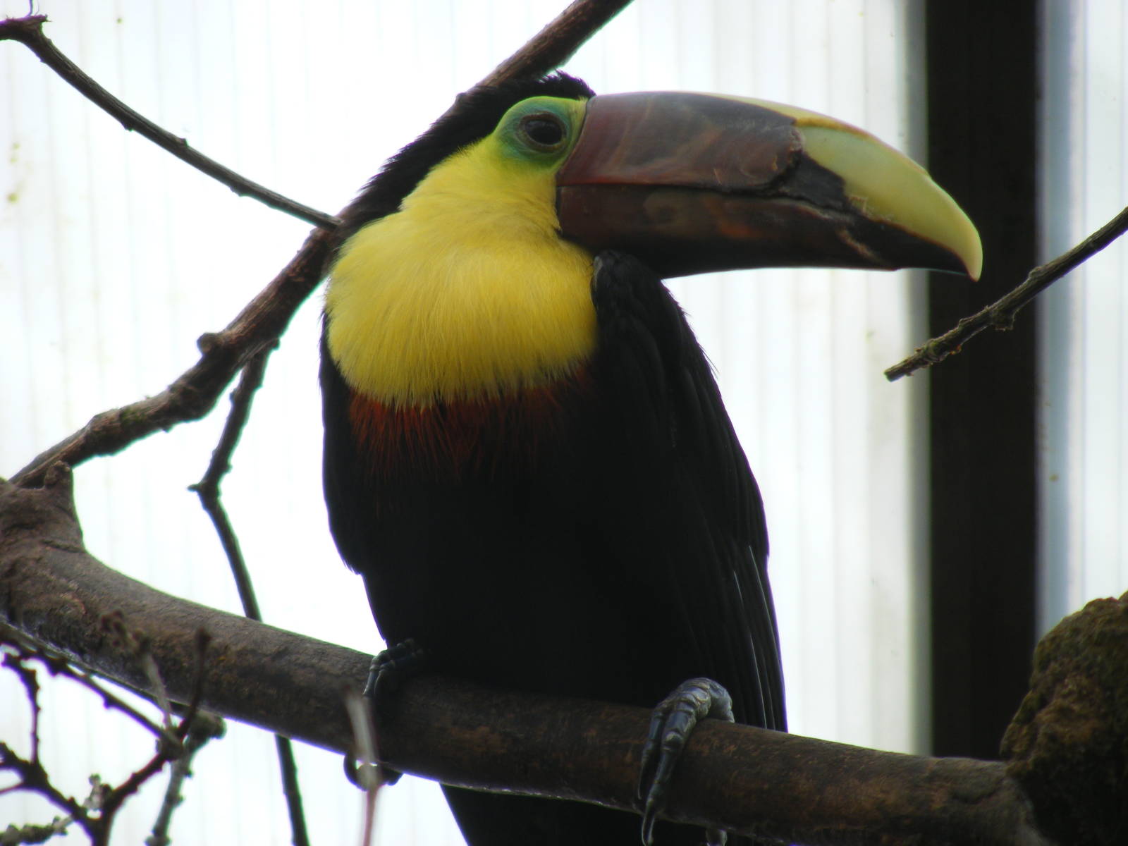 Swainson's toucan at Amazon World, 5 April 2010