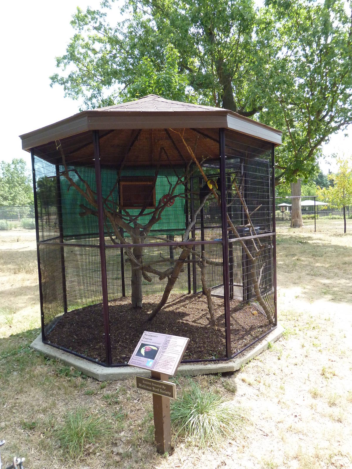 Swainson's Toucan Exhibit