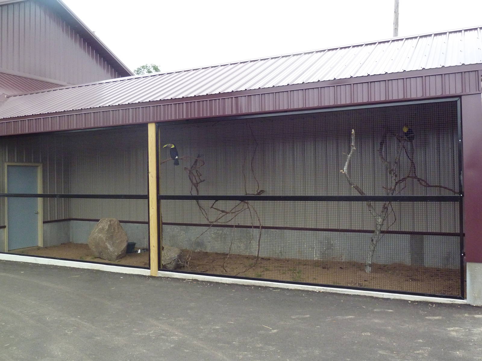 Swainson's Toucan Exhibit