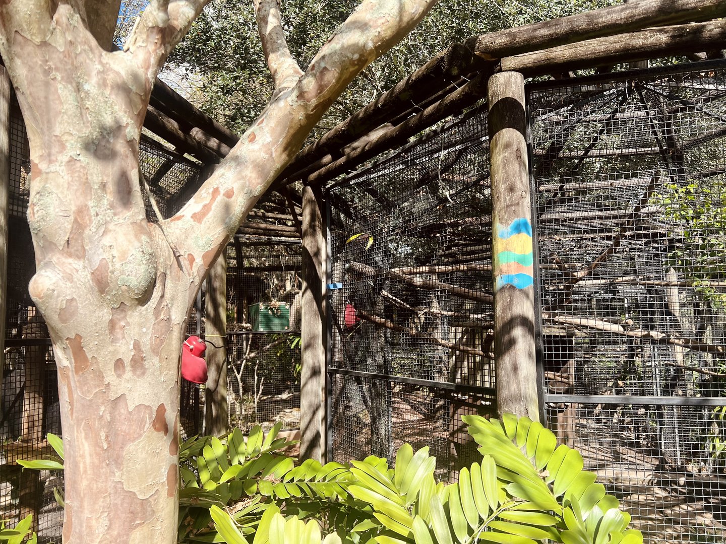 Swainson’s Toucan Exhibit