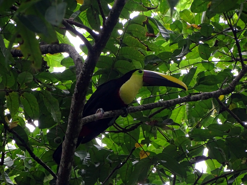 Swainson's Toucan