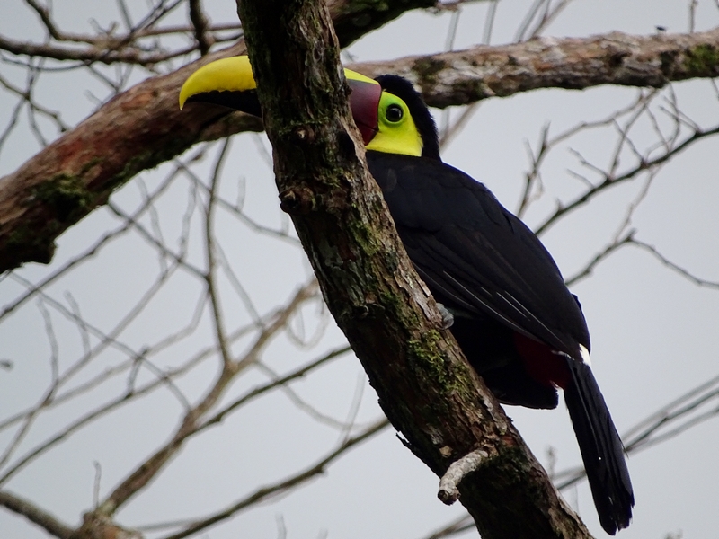 Swainson's Toucan