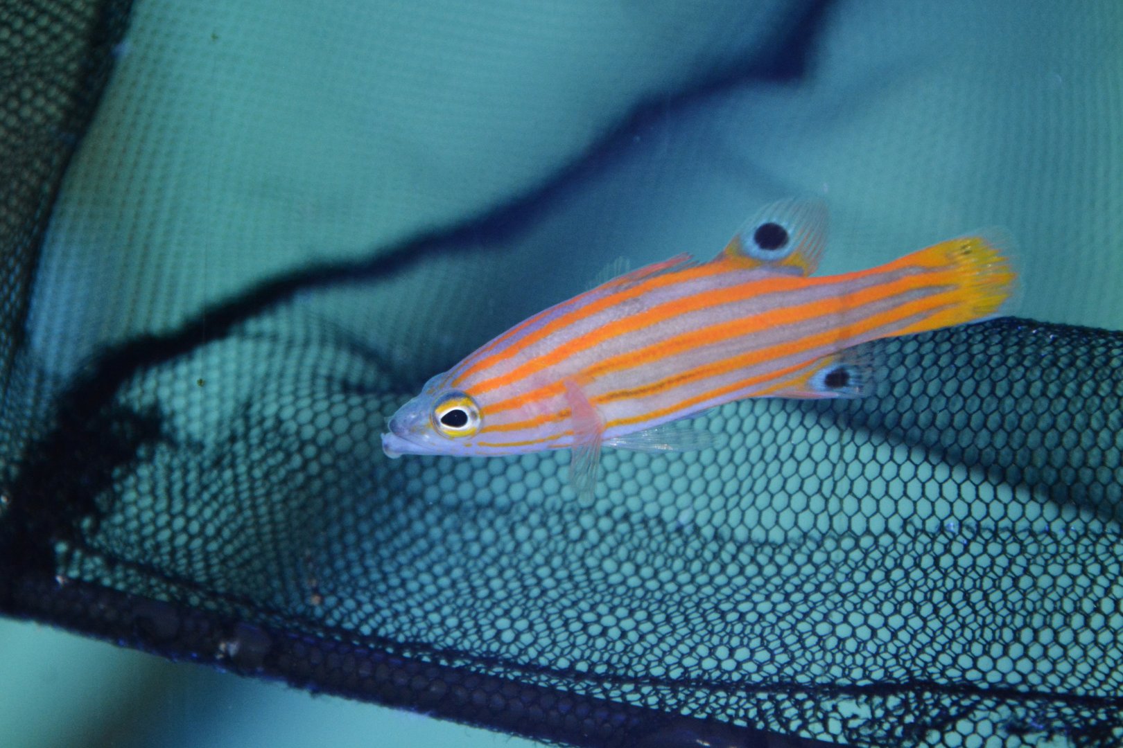 Swales' basslet (Liopropoma swalesi)