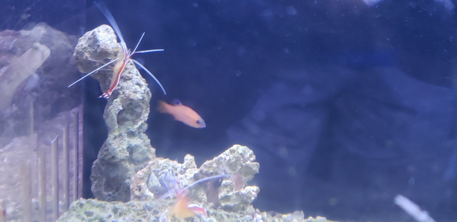 Swales Swissguard Basslet, cleaner shrimps