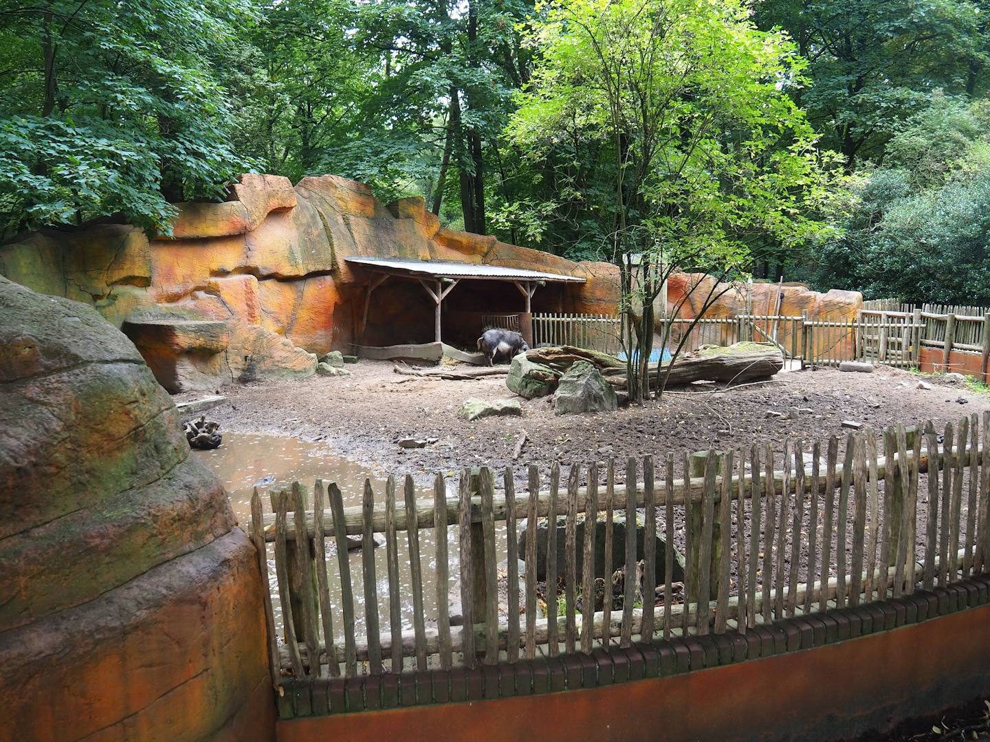 Swallow-bellied Mangalitsa pig exhibit, 2023-08-17