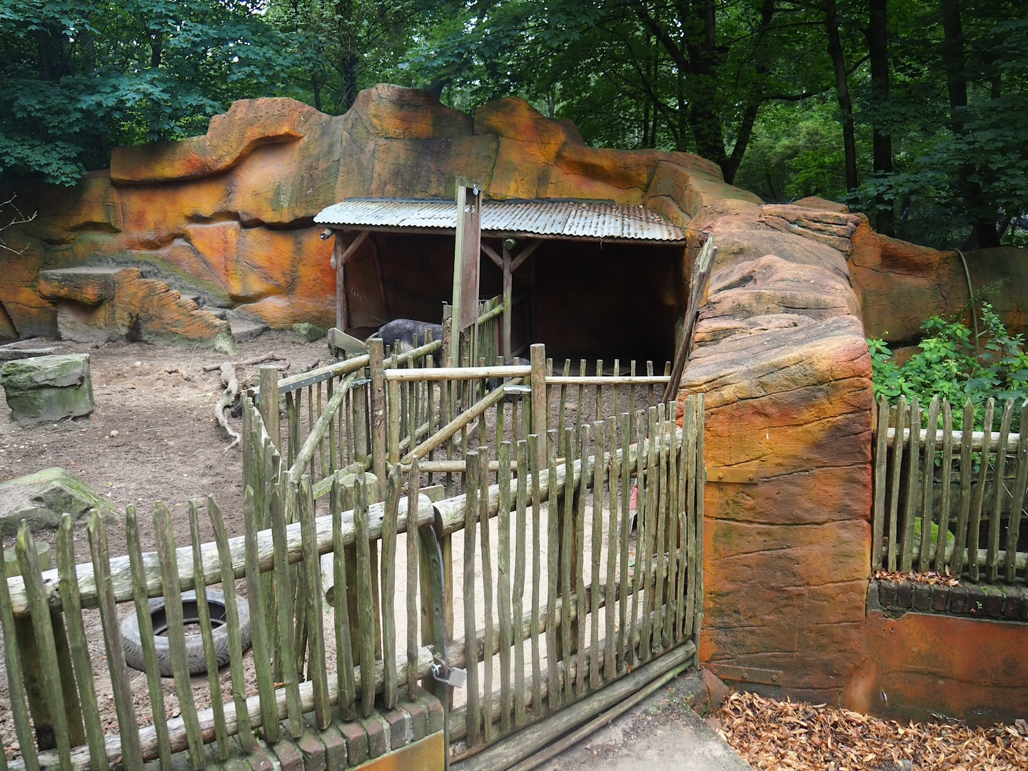 Swallow-bellied Mangalitsa pig holding area, 2023-08-17