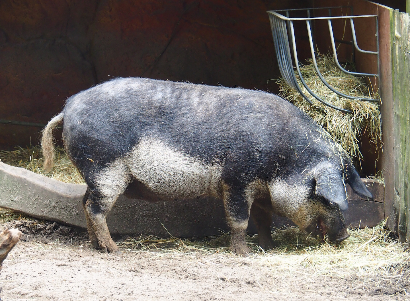 Swallow-bellied Mangalitsa pig (Sus domesticus), 2023-08-17