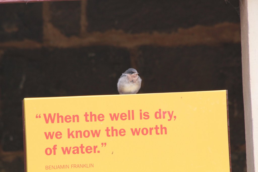 Swallow Fledgling - wild