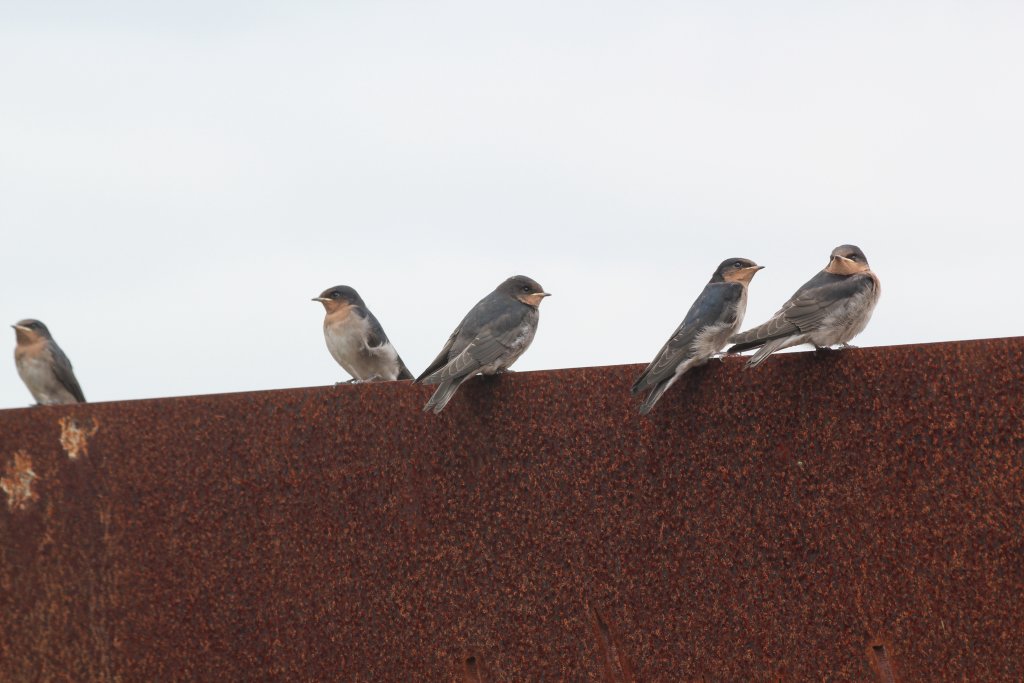 Swallow Fledgling - wild