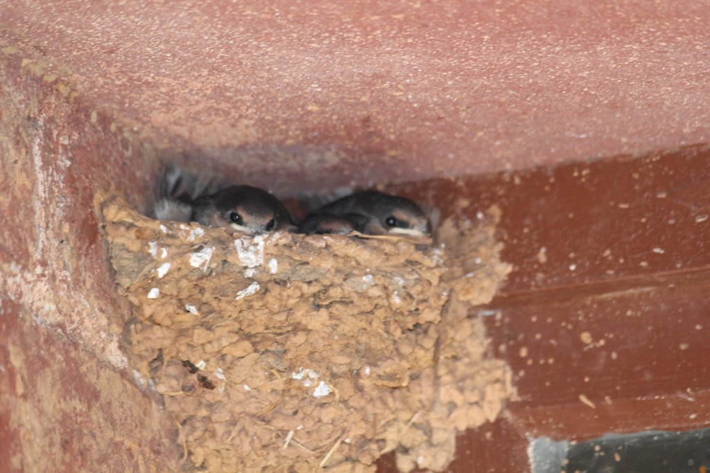 Swallow hatchlings - wild