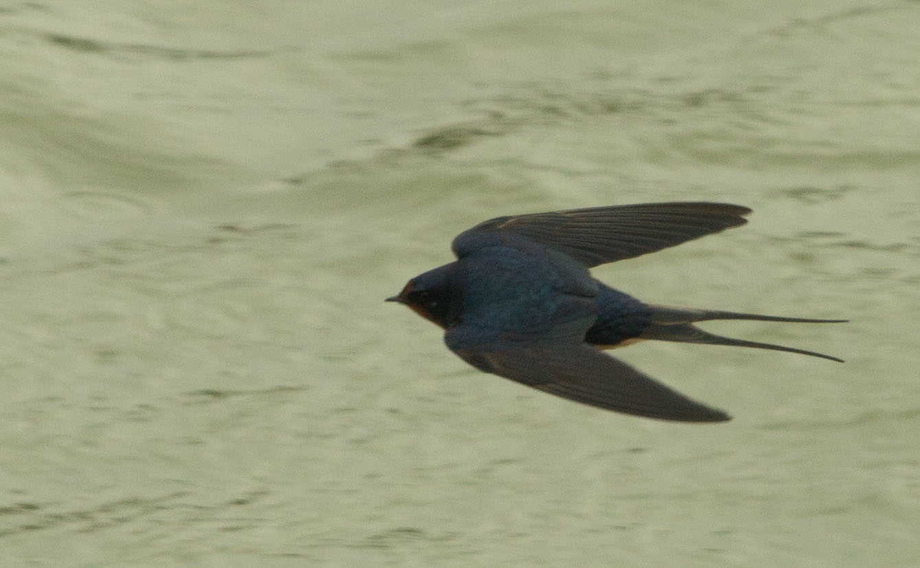 Swallow in flight