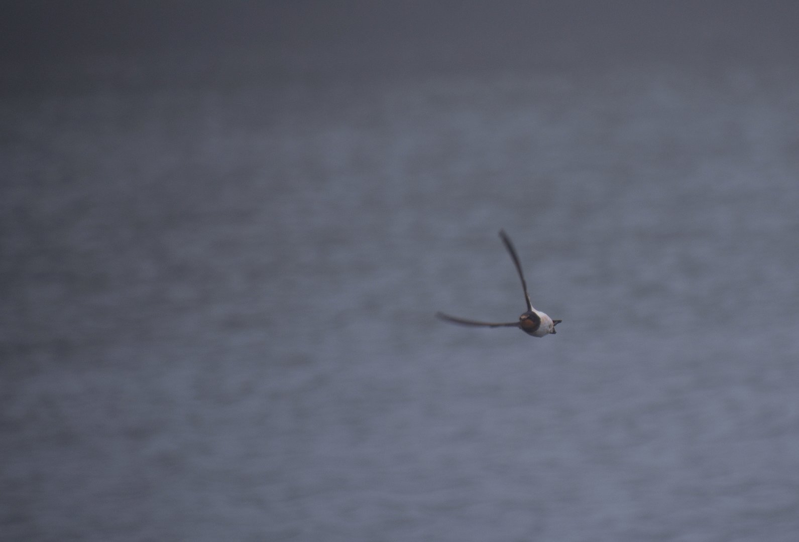 Swallow in the mist (Hirundo rustica)