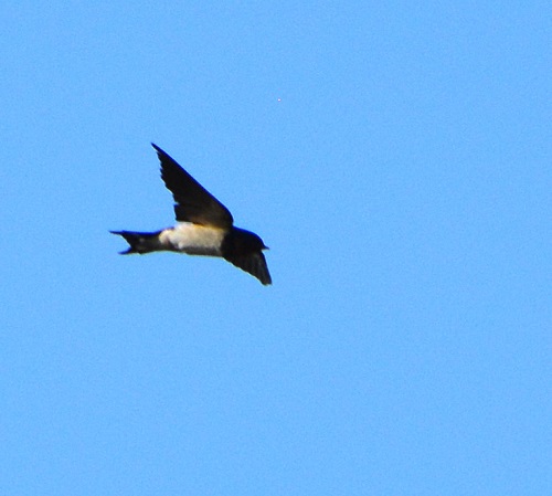 Swallow or martin ID?