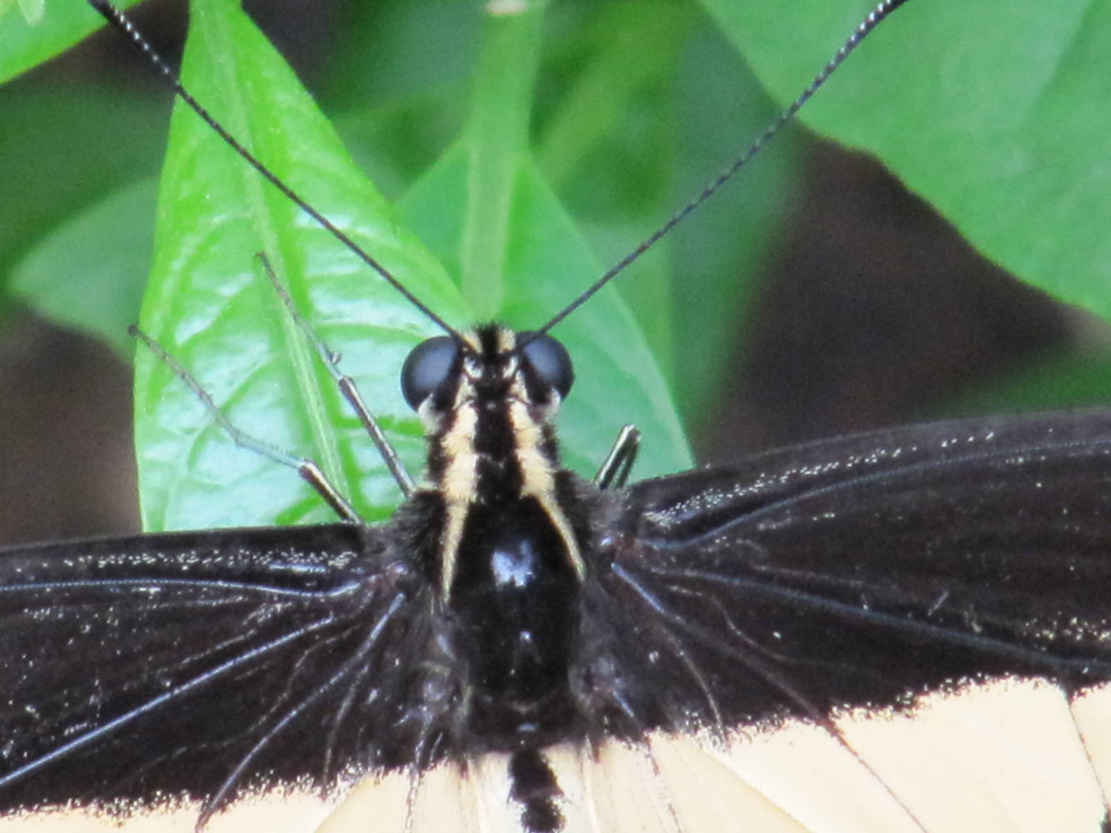 Swallow tail butterfly