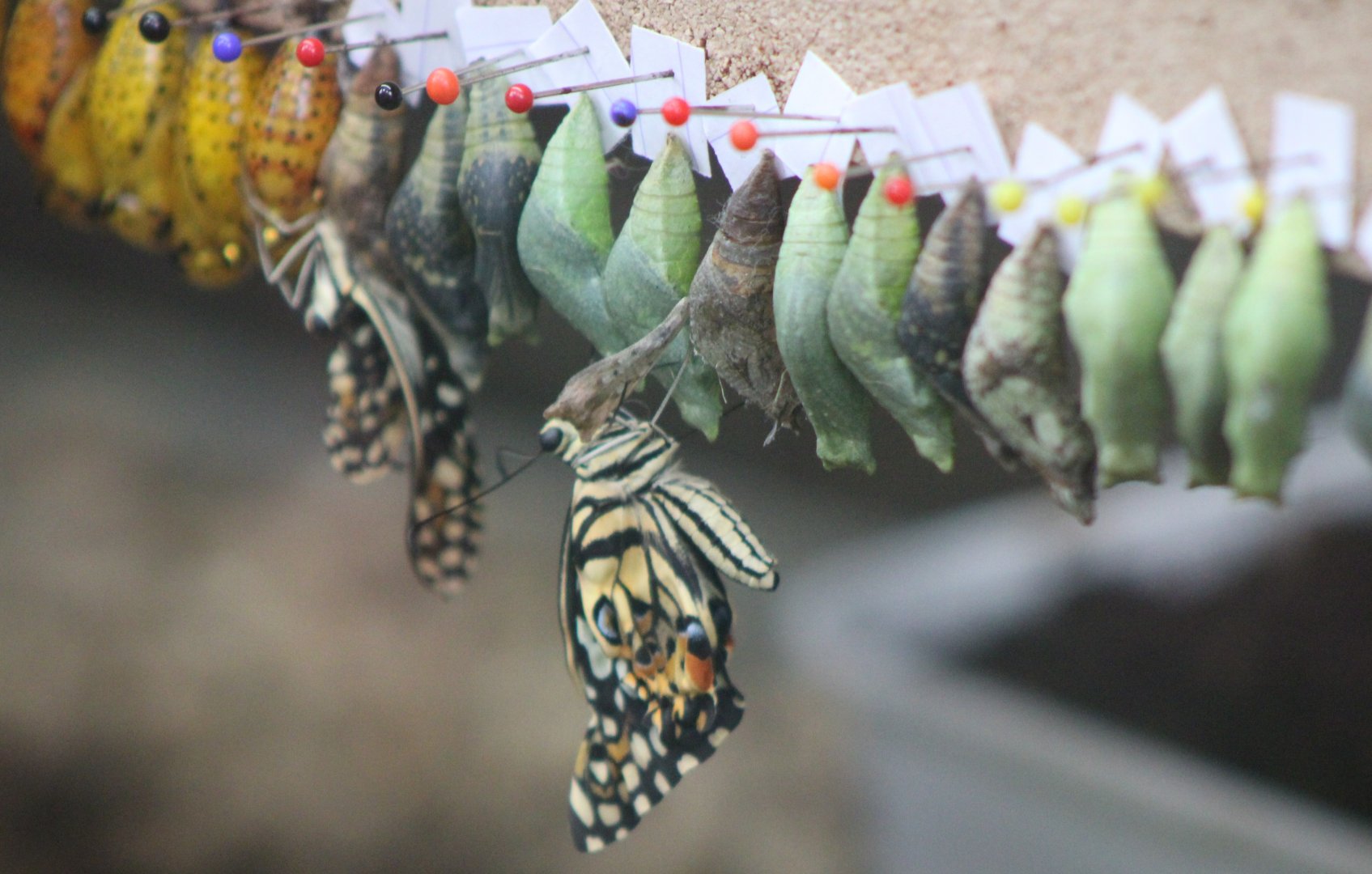 Swallow-tail hatchlings