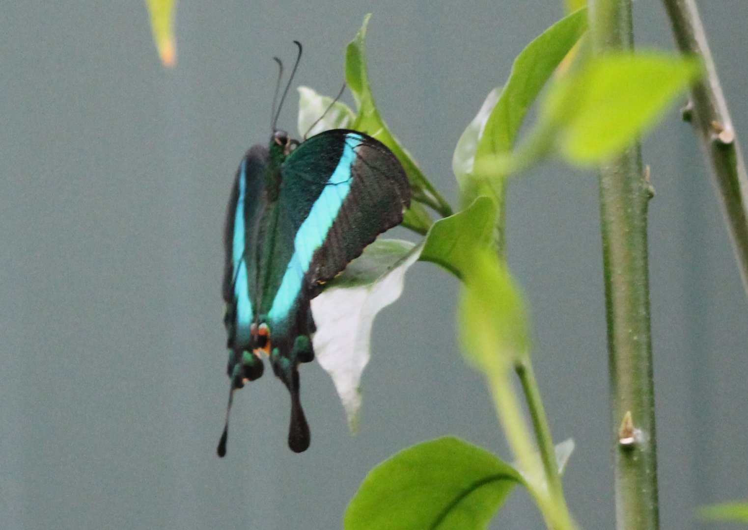 Swallow-tail species