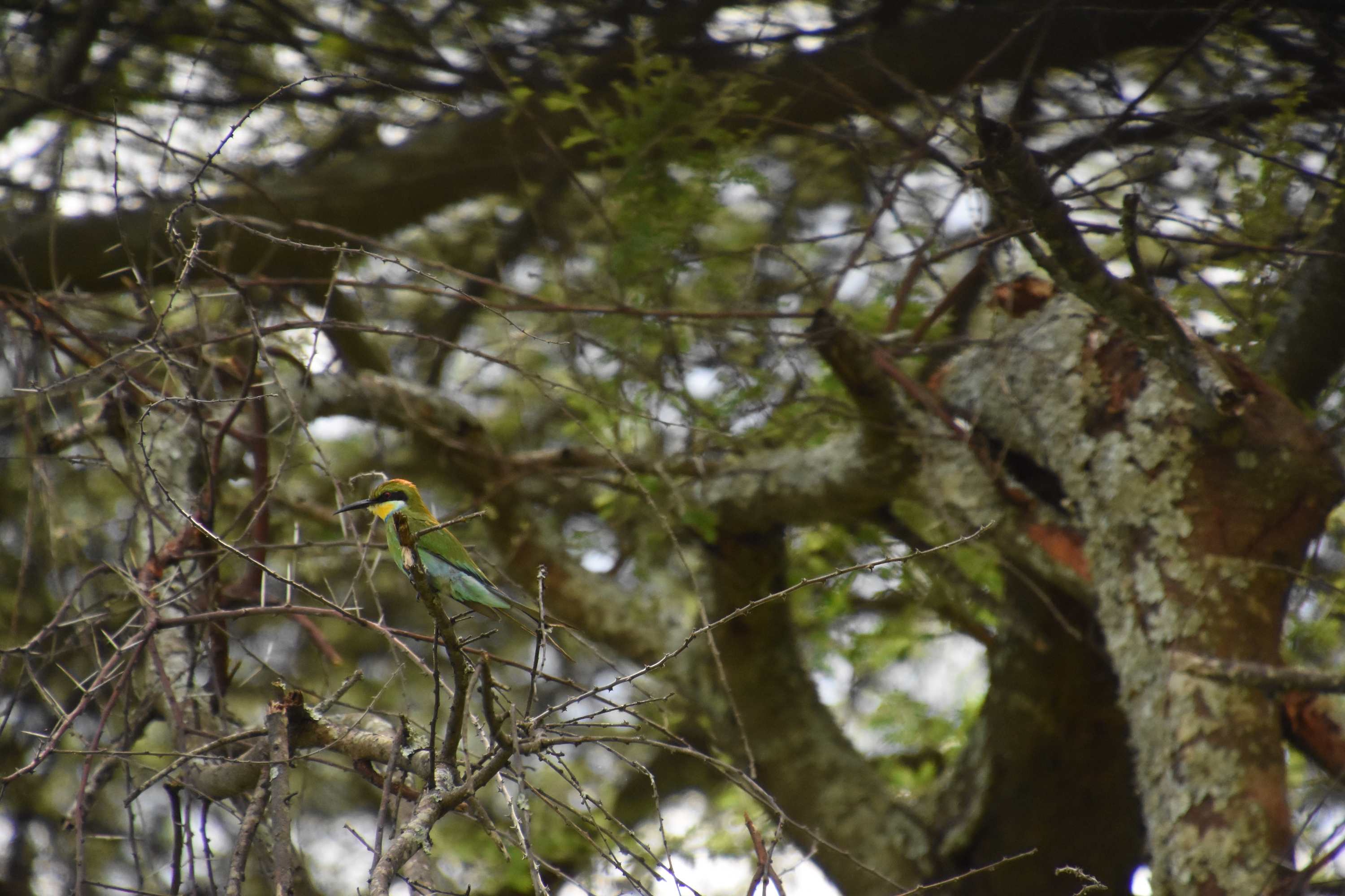 Swallow-tailed bee-eater