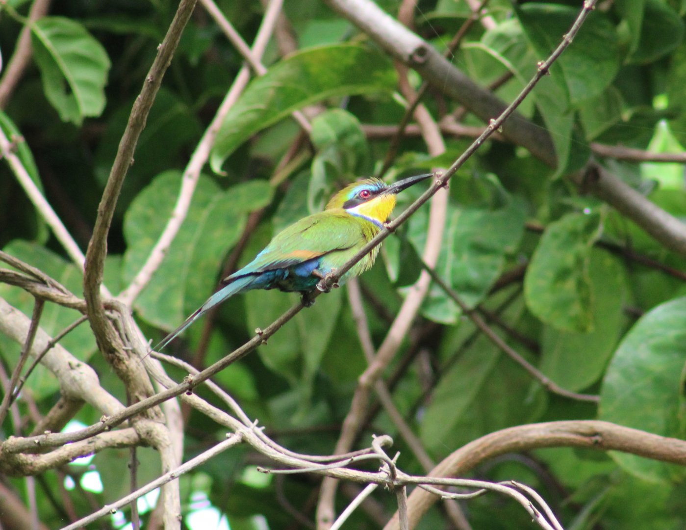Swallow-tailed bee-eater
