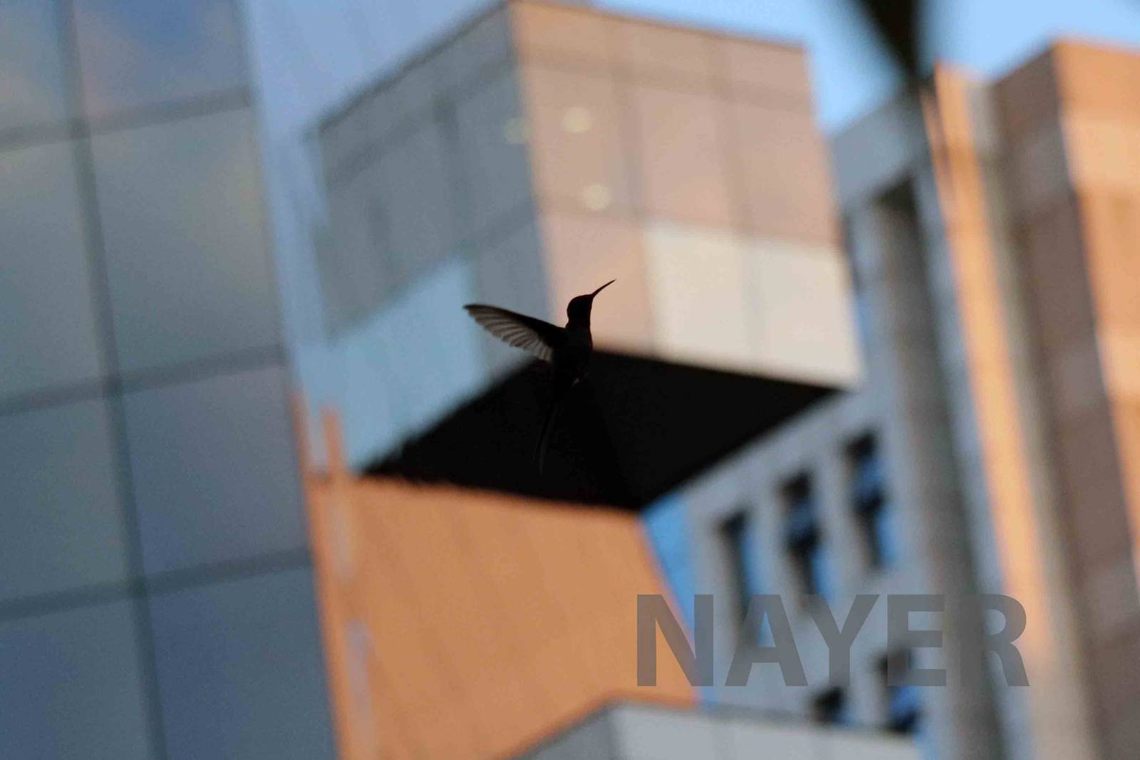 Swallow-tailed hummingbird, April 2016