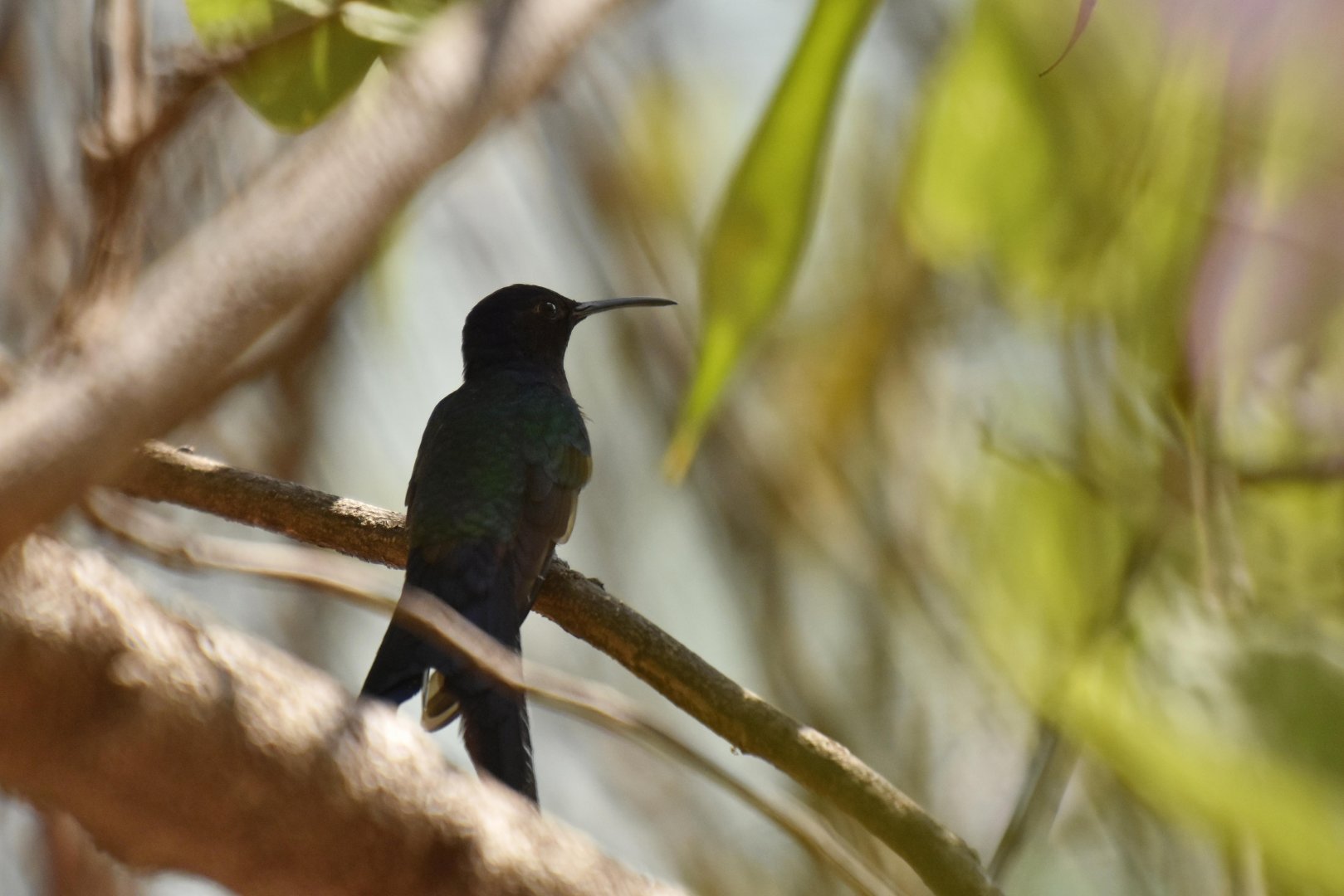 Swallow-tailed Hummingbird (Eupetomena macroura)