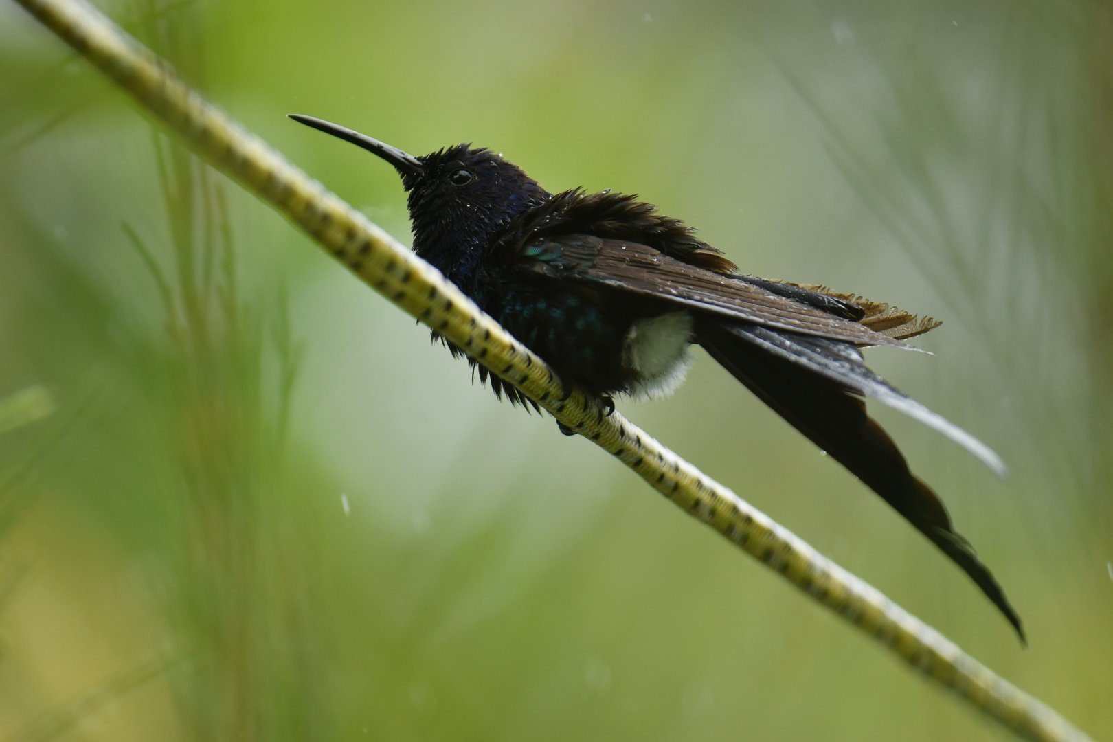 Swallow-tailed Hummingbird (Eupetomena macroura)