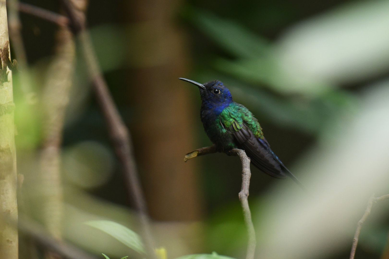 Swallow-tailed Hummingbird Eupetomena macroura