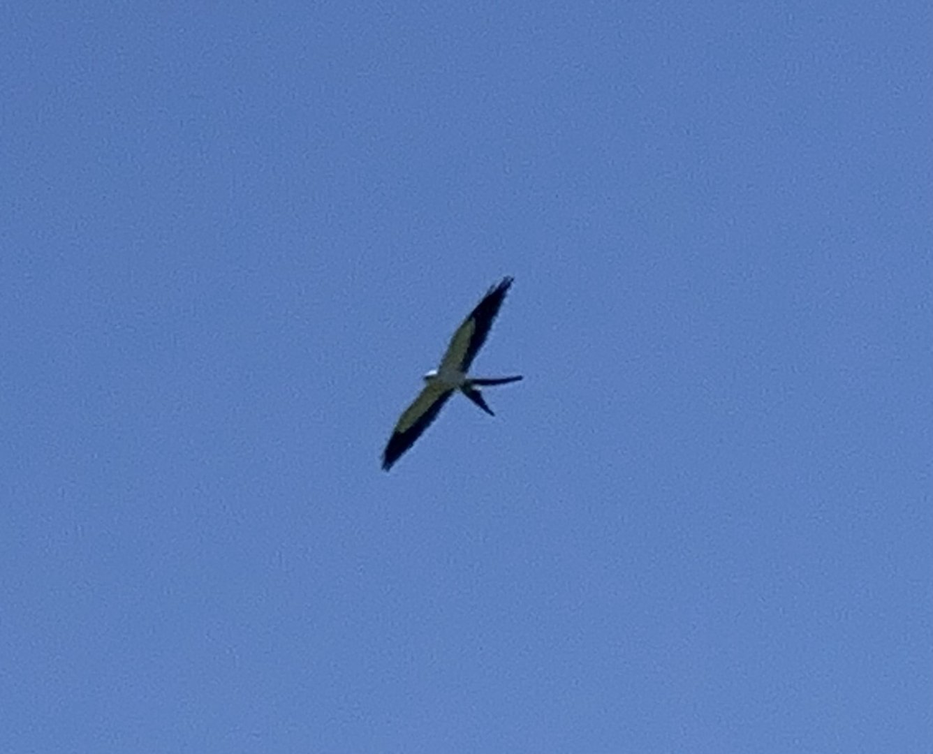 Swallow-Tailed Kite (Elanoides forficatus)