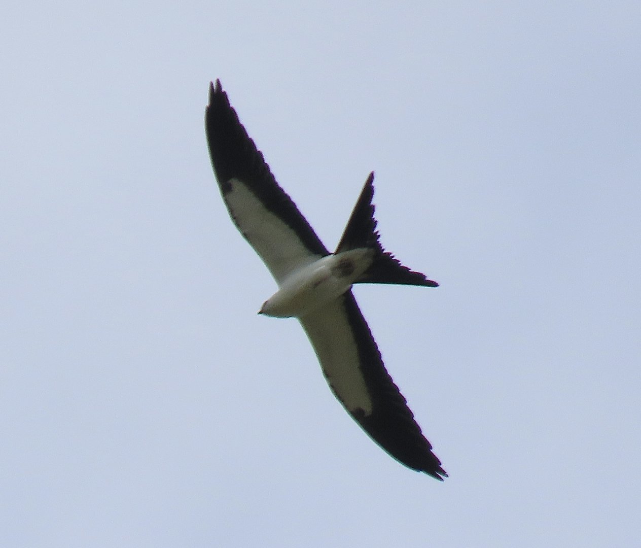 Swallow-tailed Kite (Elanoides forficatus)