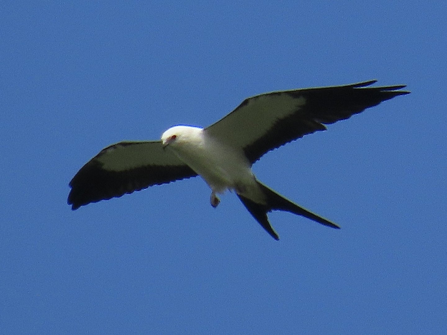 Swallow-tailed Kite (Elanoides forficatus)