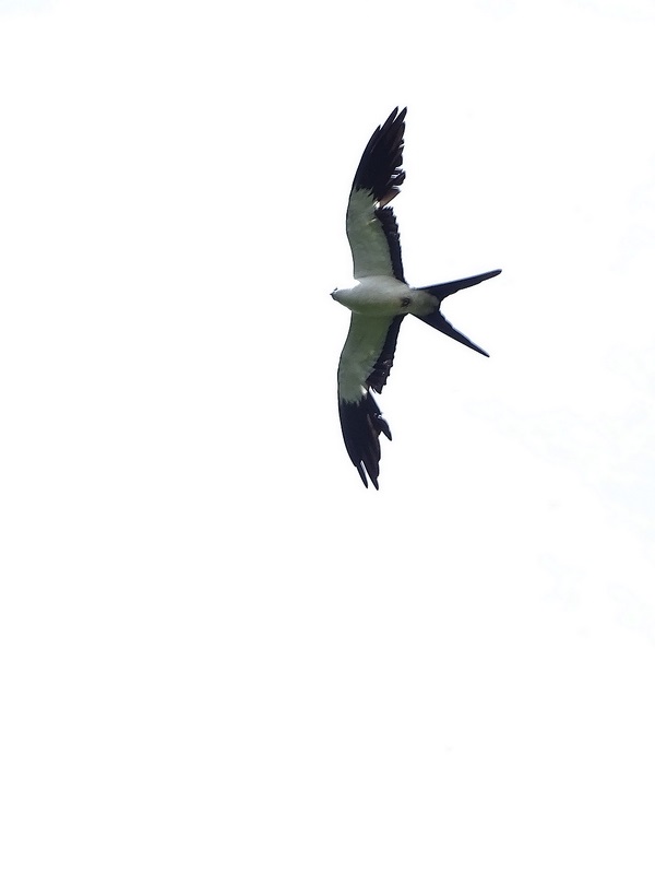 Swallow-tailed Kite