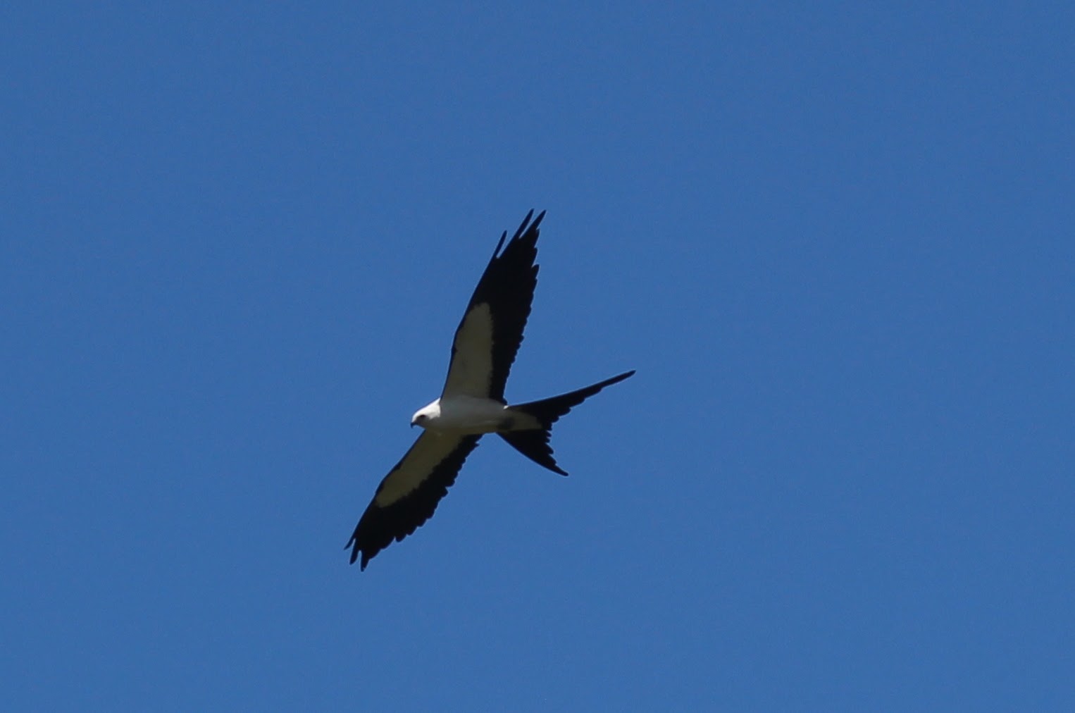 Swallow-tailed Kite