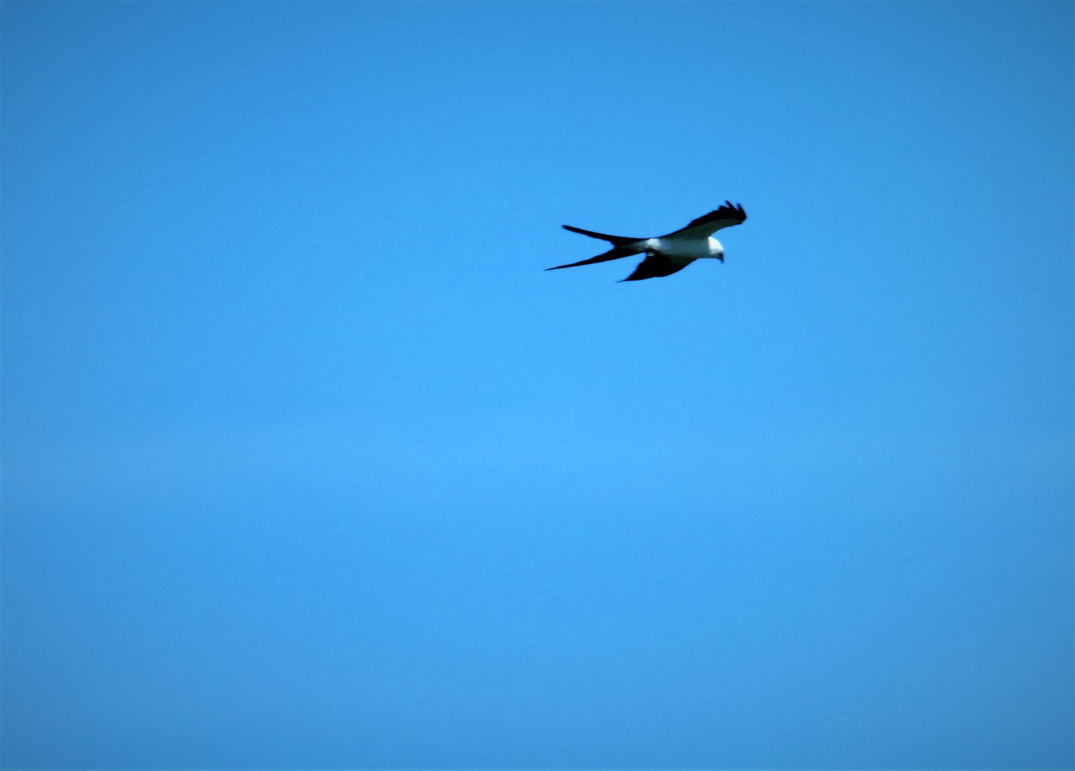 Swallow-tailed Kite