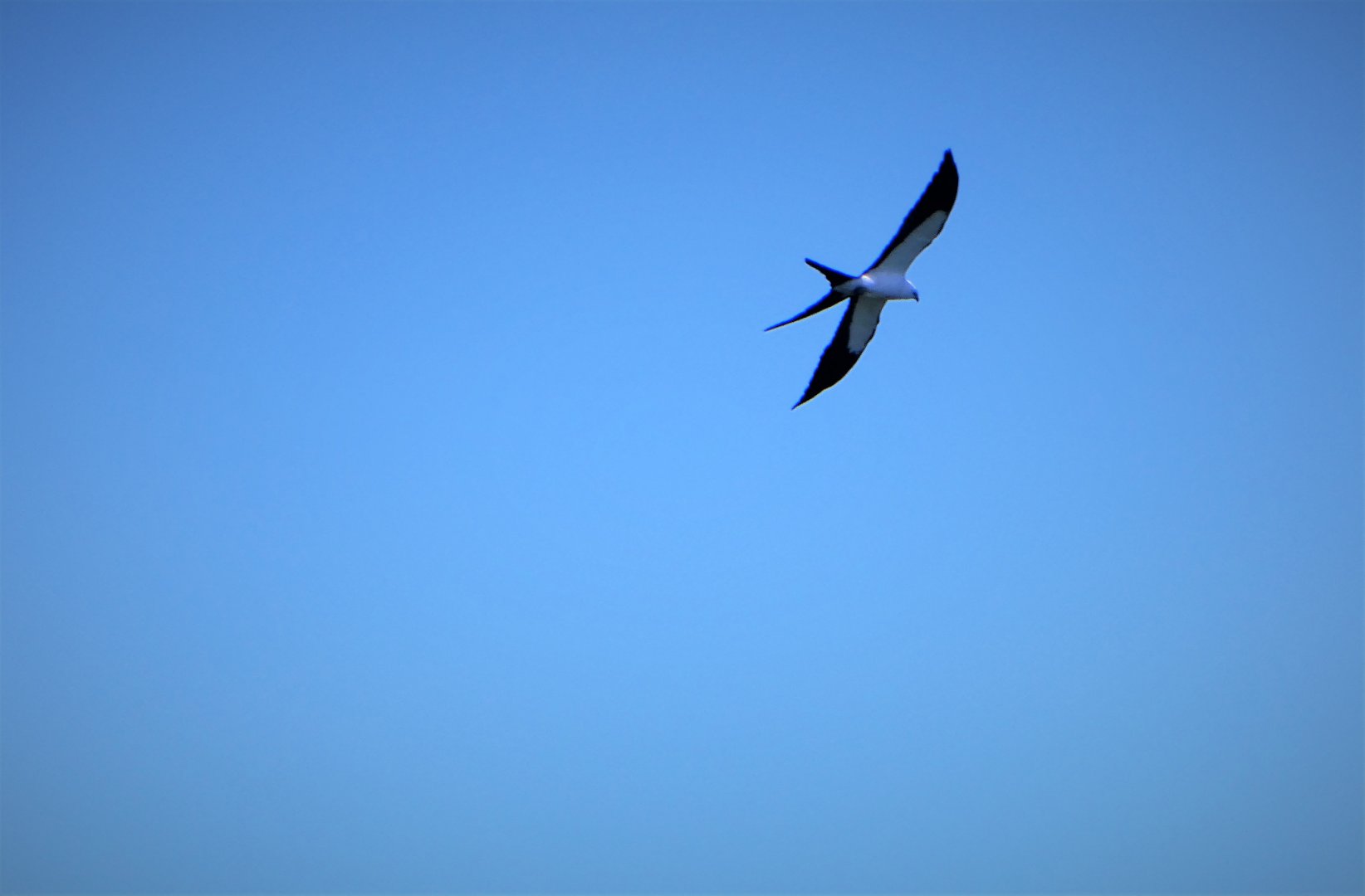 Swallow-tailed Kite