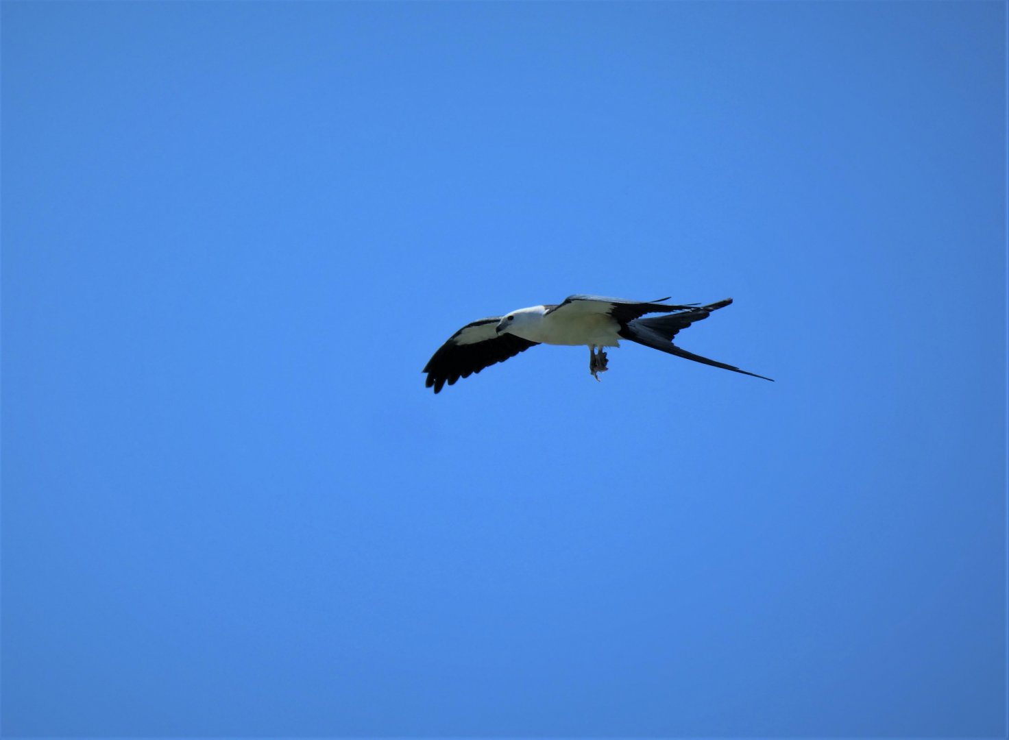 Swallow-tailed Kite
