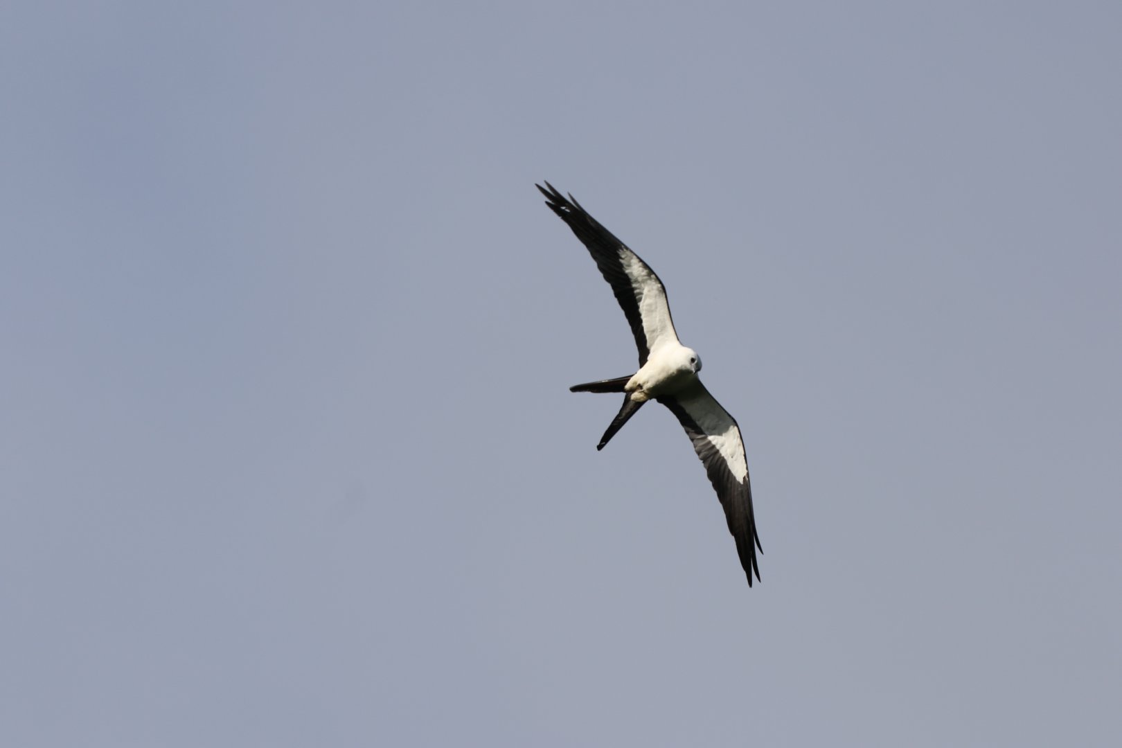 Swallow-tailed Kite
