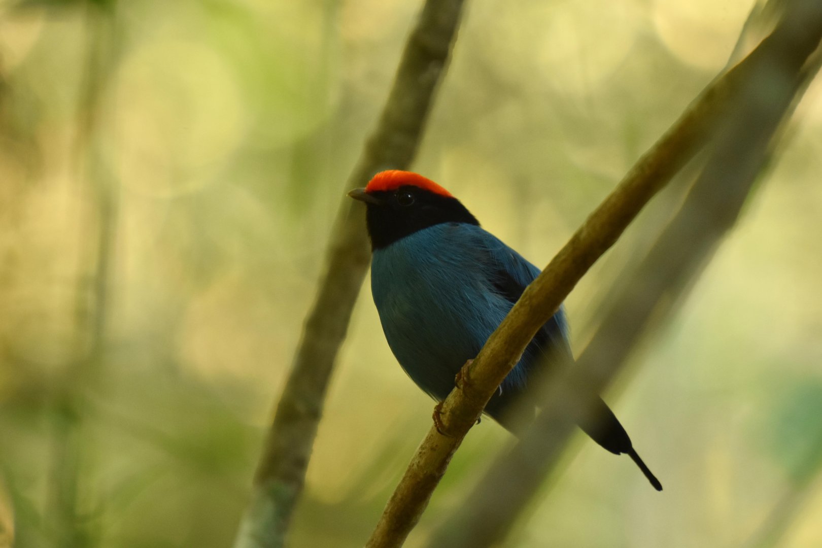 Swallow-tailed manakin (Chiroxiphia caudata)