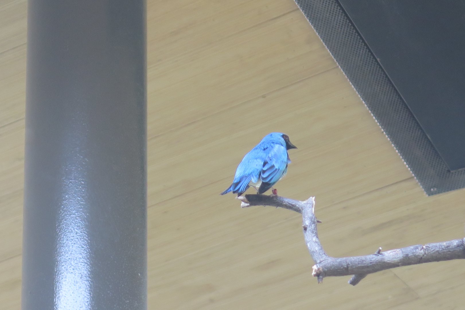 Swallow Tanager(8/23/2024)